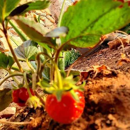 בית הארחה El Bounty