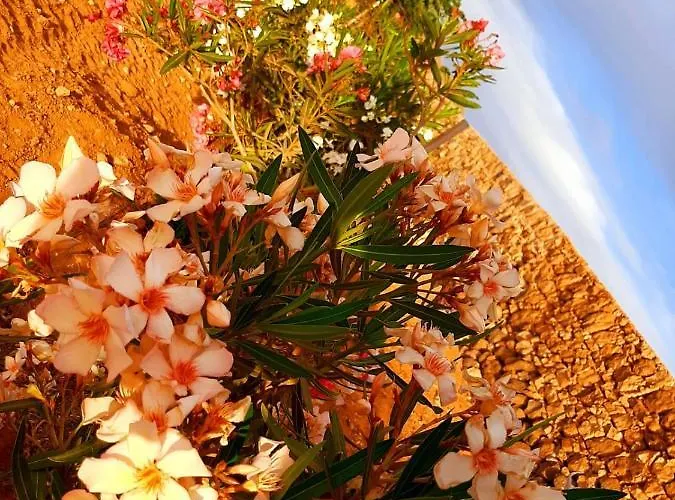 בית הארחה El Bounty