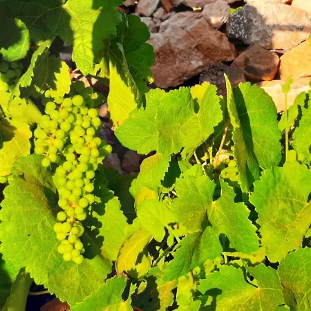 Гостевой дом El Bounty Пуэрто-дель-Росарио