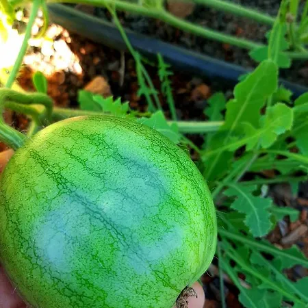 Maison d'hôtes El Bounty 3*