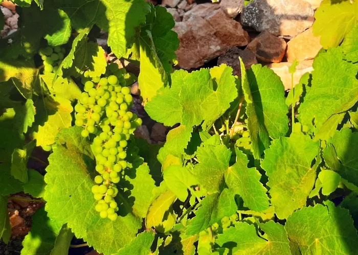 Gasthof El Bounty Puerto del Rosario (Fuerteventura)