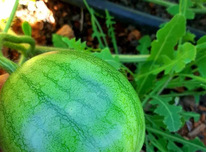 招待所 El Bounty 3*