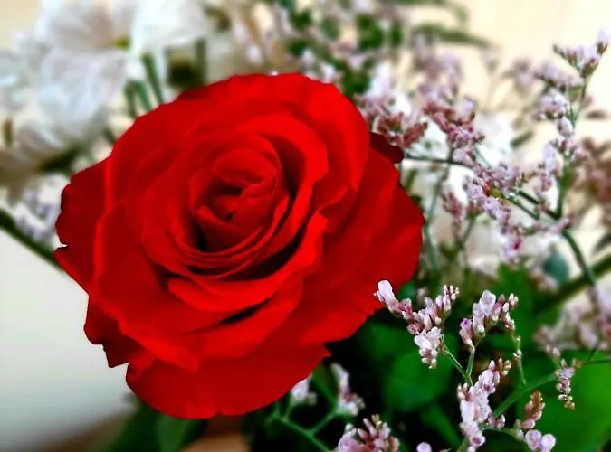 El Bounty Casa de hóspedes Puerto del Rosario (Fuerteventura)